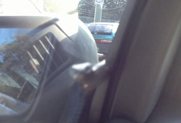 澳大利亚司机开雨刷“刮”出2米大蛇