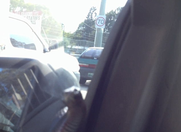 澳大利亚司机开雨刷“刮”出2米大蛇