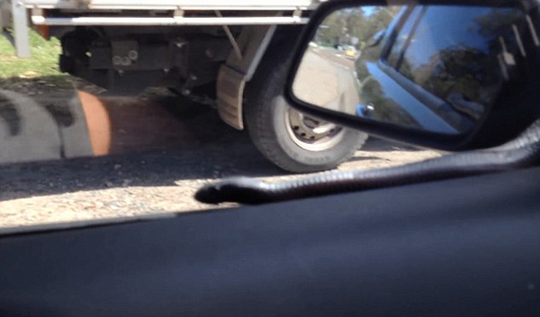 澳大利亚司机开雨刷“刮”出2米大蛇