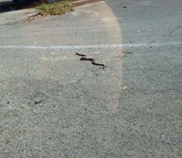 澳大利亚司机开雨刷“刮”出2米大蛇