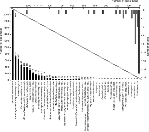 图1. 华南正形贝动物群多样性及相对丰度。