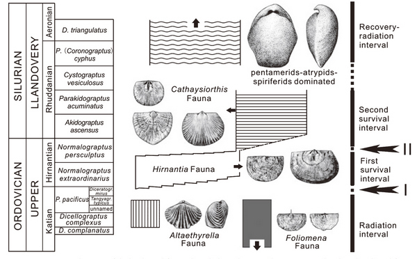 图2. 奥陶纪-志留纪交界时期腕足动物群落演替示意图,其中“I”与“II”示奥陶纪末大灭绝的两幕。