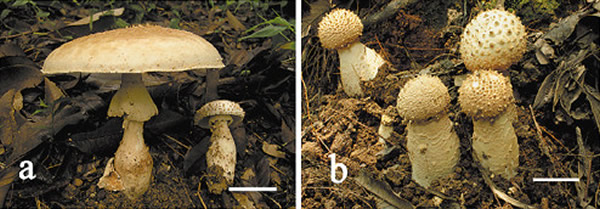 广东省白云山上发现巨型蘑菇“大果鹅膏”
