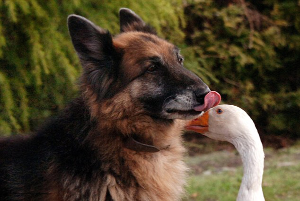 英国动物收容所德国牧羊犬与白天鹅相恋