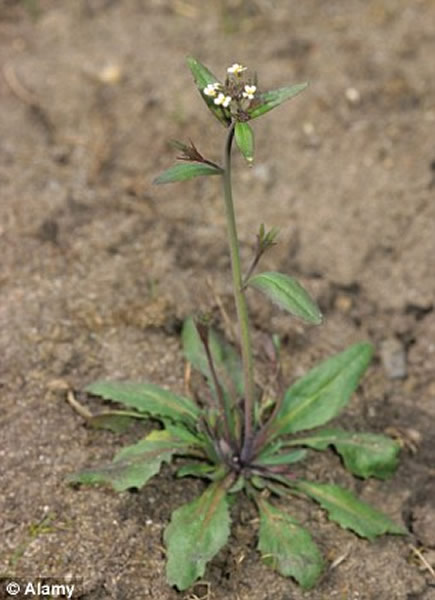 美国国家航空航天局(NASA)决定在2015年去月球上种植蔬菜和草本植物