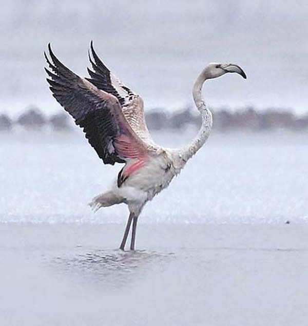 新疆石河子罕见拍到火烈鸟照片