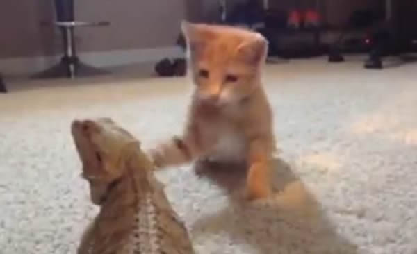 喵星人偶遇蜥蜴大摆武士造型“自卫”