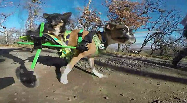 加拿大截肢拳师犬特制轮椅载伙伴