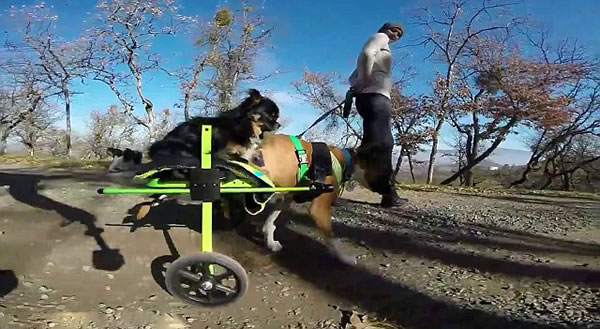 加拿大截肢拳师犬特制轮椅载伙伴