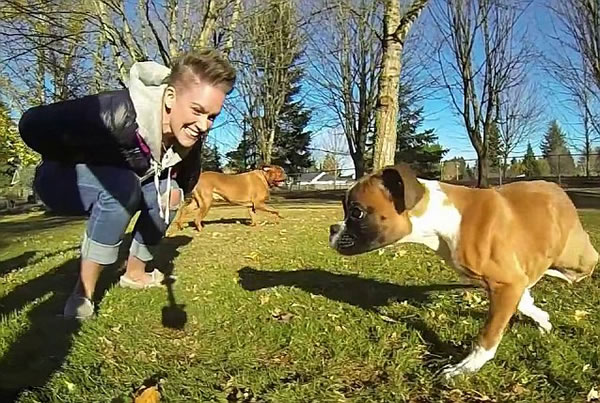 加拿大截肢拳师犬特制轮椅载伙伴