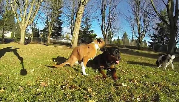 加拿大截肢拳师犬特制轮椅载伙伴