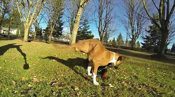 加拿大截肢拳师犬特制轮椅载伙伴