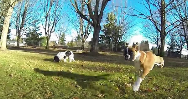 加拿大截肢拳师犬特制轮椅载伙伴