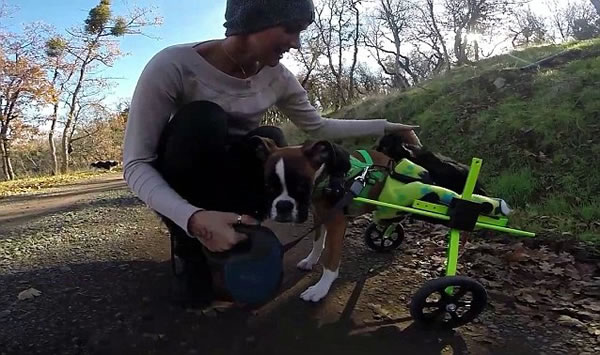 加拿大截肢拳师犬特制轮椅载伙伴