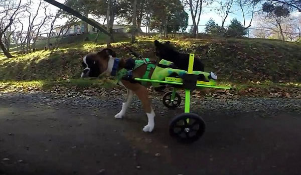 加拿大截肢拳师犬特制轮椅载伙伴