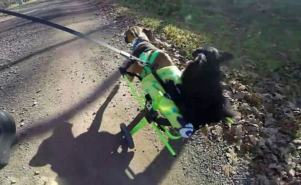 加拿大截肢拳师犬特制轮椅载伙伴