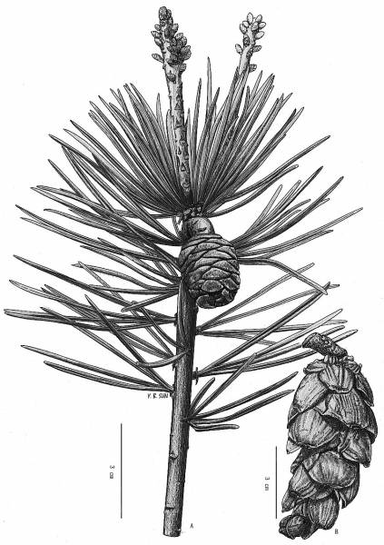 ë֦������ ��Ӣ����