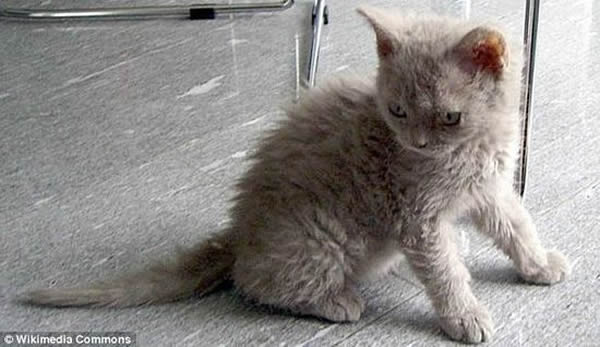 塞尔凯斯卷毛猫:“披着羊皮的猫”