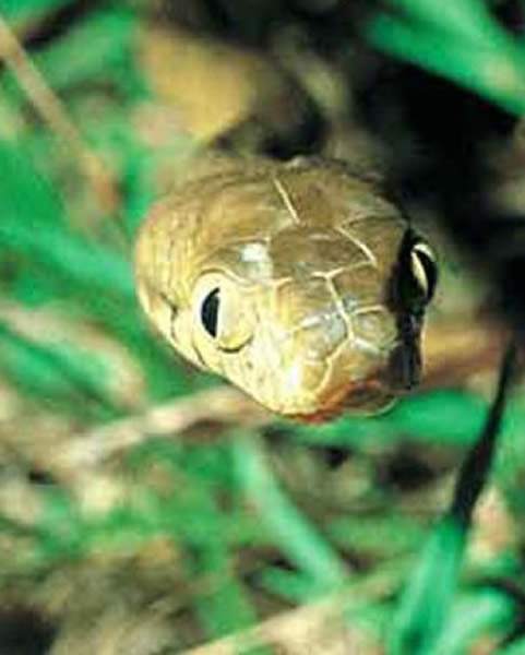 棕树蛇让关岛居民很头痛