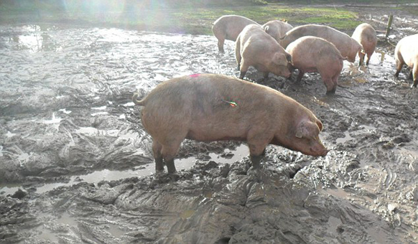 Ӣ������ĸ����͵�����ù�������