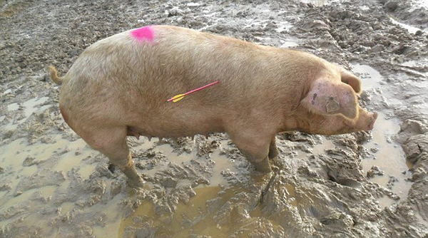 英国怀孕母猪被偷猪贼用弓箭射伤