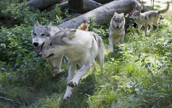 狼的敏锐视力可能辅佐了狗的驯化