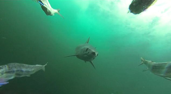 �������������Ϯ���Ͳ�ʳ��ȫ����