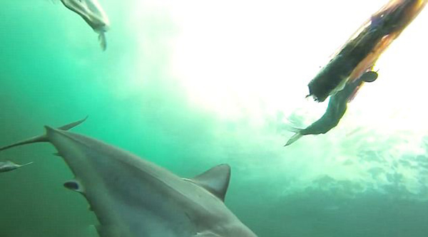 �������������Ϯ���Ͳ�ʳ��ȫ����