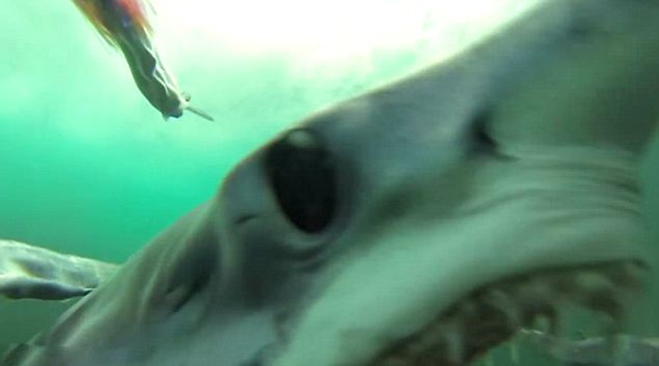 �������������Ϯ���Ͳ�ʳ��ȫ����