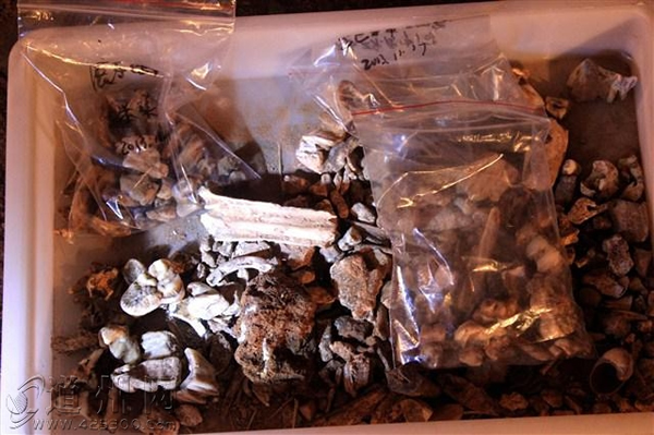 湖南省道县乐福堂乡福岩洞出土5枚古人类牙齿和大的哺乳动物化石