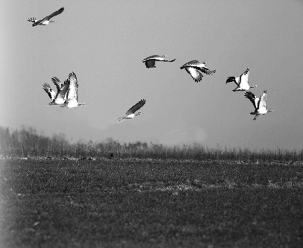 大鸨的警戒距离五六十米左右,很难走近它们。