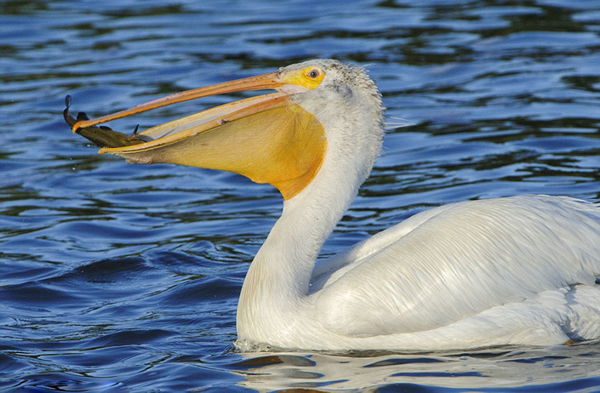 ��ù�����������������ſ��Ĵ���