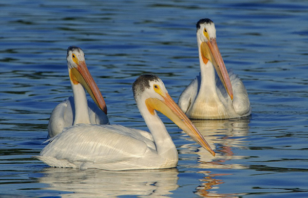 ��ù�����������������ſ��Ĵ���