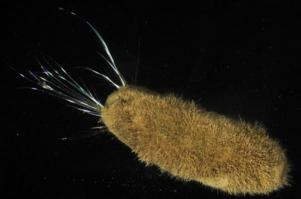 头部长着坚硬毛的海洋虫子