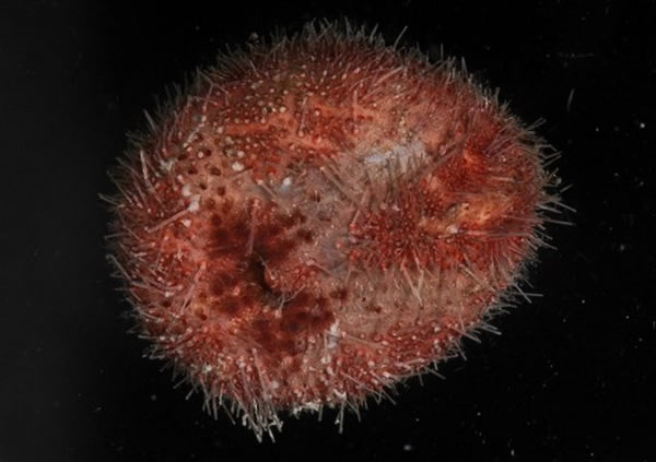 首次在阿蒙森海发现的心形海胆