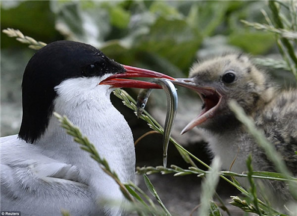 ������ι�����̡�