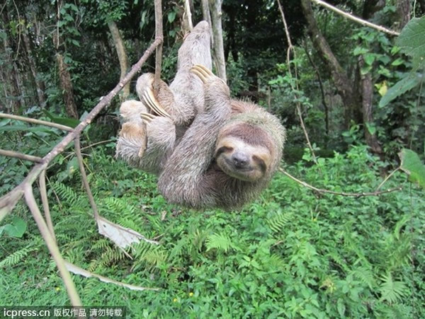 Ӣ����������԰��ͬ����������