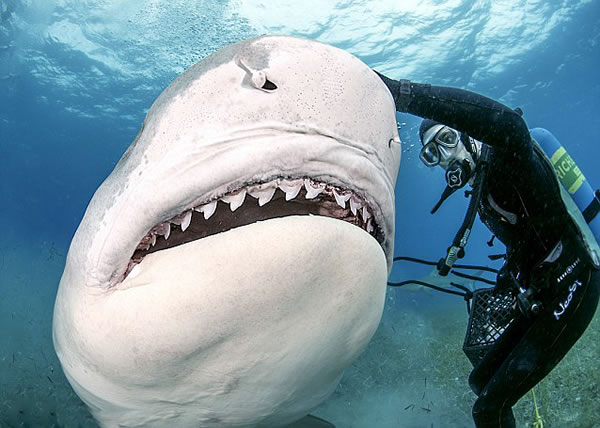 �͹���ǱˮԱͽ��ιʳ����