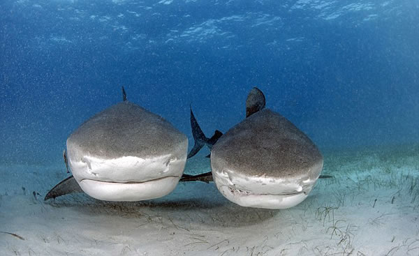 �͹���ǱˮԱͽ��ιʳ����