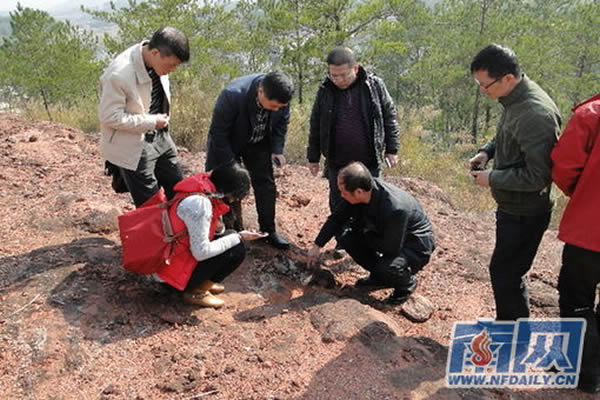 专家组在雄州街道考察露土恐龙蛋化石