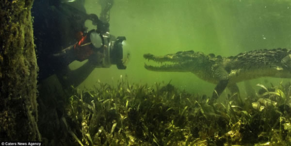 摄影师在水下偶遇凶猛鳄鱼冷静应对逃过袭击