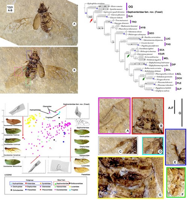 金龟子甲虫演化研究中取得新进展