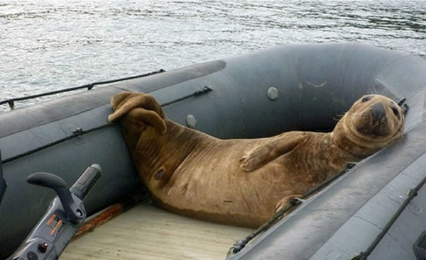 Ӣ��˹��Ī��������ռ��������ͧ