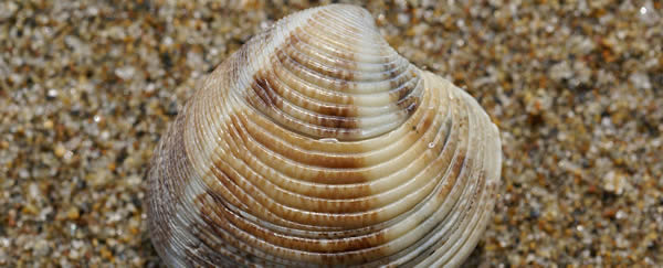 507����۵�����ô����