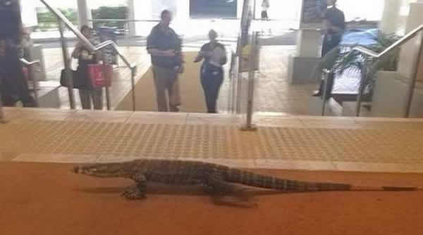 2米野生树巨蜥闯入澳大利亚悉尼霍恩斯比退伍军人俱乐部