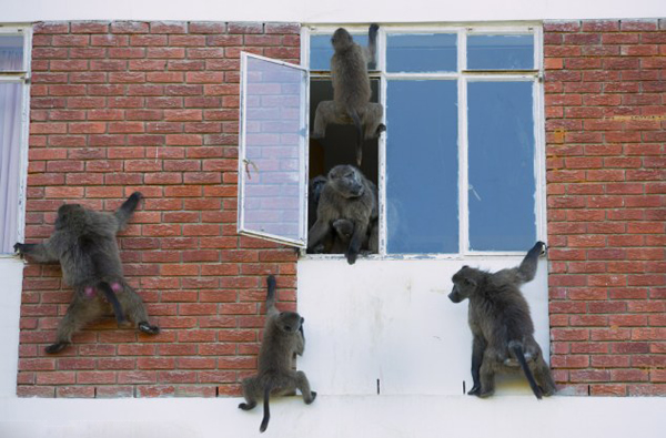 南非一户人家来了一群“小偷”狒狒
