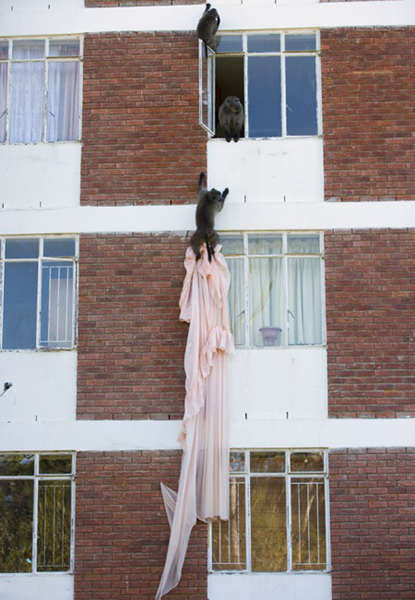 南非一户人家来了一群“小偷”狒狒