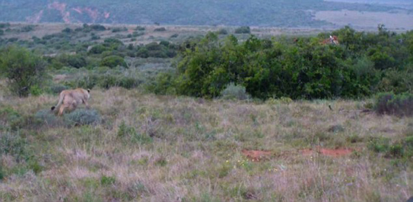 �Ϸ�ʥ����Ұ�����ﱣ����ʨ�Ӳ��Գ���¹