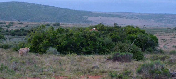 �Ϸ�ʥ����Ұ�����ﱣ����ʨ�Ӳ��Գ���¹