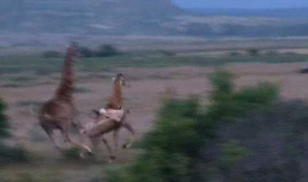 �Ϸ�ʥ����Ұ�����ﱣ����ʨ�Ӳ��Գ���¹